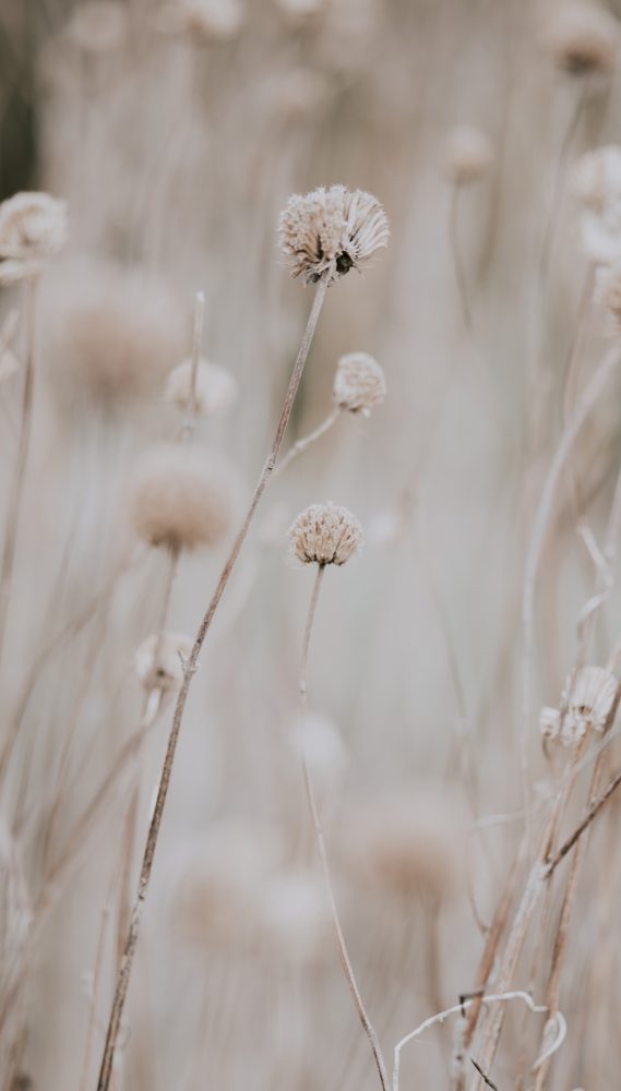 fleur fleur